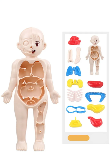 ZABAWKA EDUKACYJNA lalka ANATOMIA czlowieka DO SZKOLY